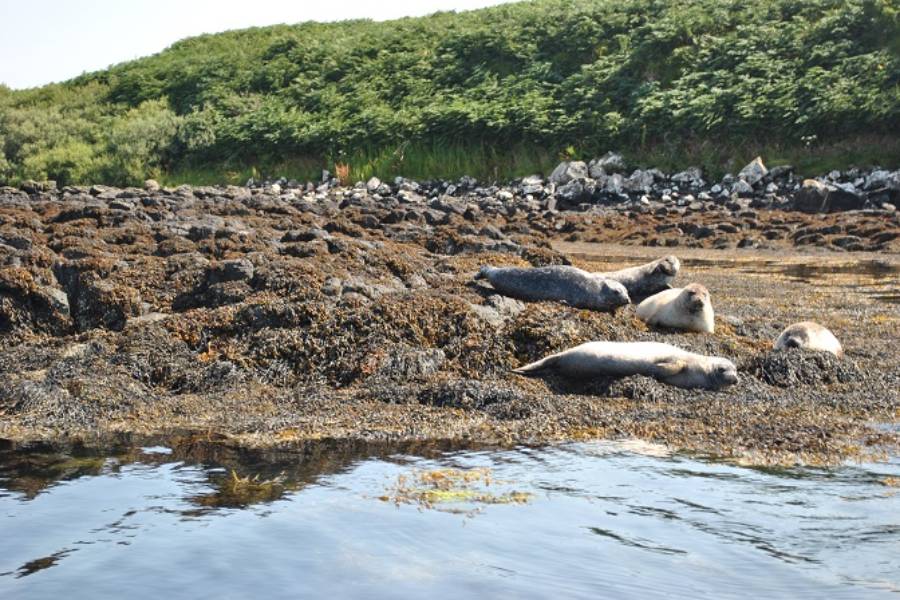 Seehunde im Schloss Dunvegan besichtigen