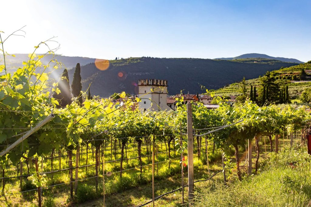 Top 4 Reiseziele: Die Vielfalt italienischer Weinregionen