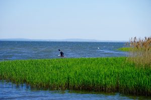 Das Stettiner Haff: Ein wunderschönes Naturparadies an der Ostseeküste