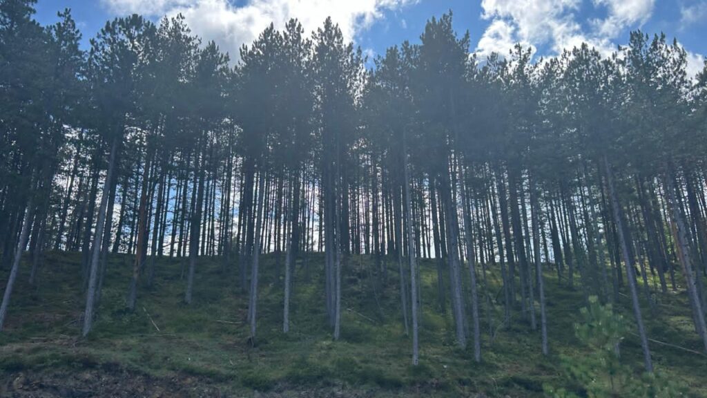 Zlatibor "Goldene Kiefer"
