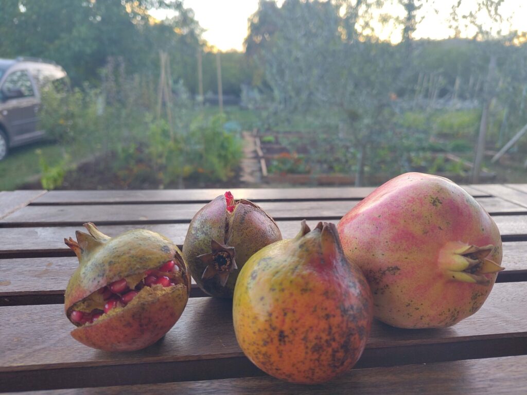 Granatäpfel gibt es in montenegro zur Erntezeit September bis November überall