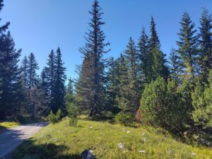 Bäume im Nationalpark Dormitor Montenegro