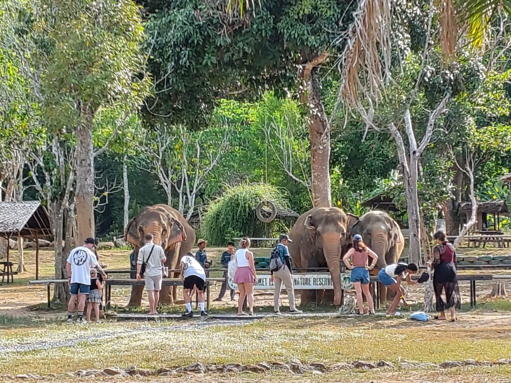Phuket Elefant Nature Reserve feeding